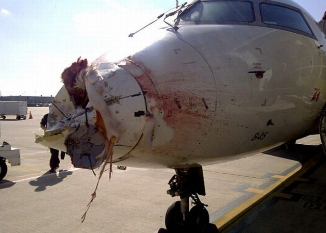 plane_vs_bird_4.png Bild plane_vs_bird_4.png nicht gefunden !